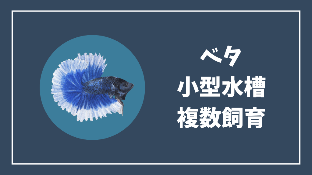 ベタを小型水槽で複数飼育する方法