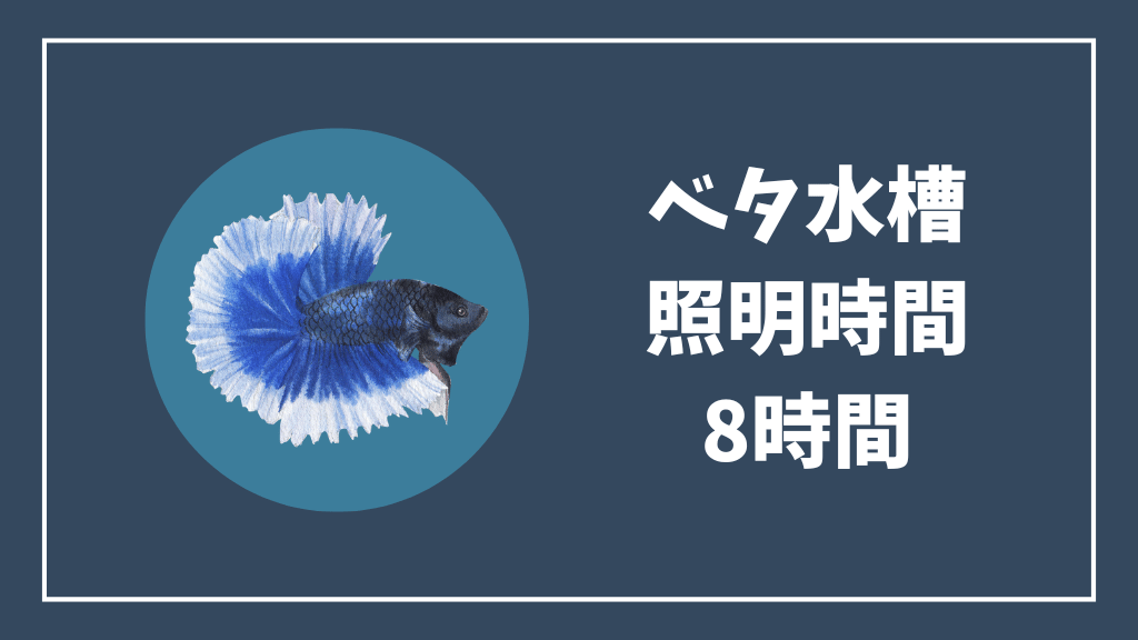 ベタ水槽のライト点灯時間は8時間