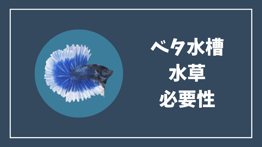 ベタ水槽の水草の必要性