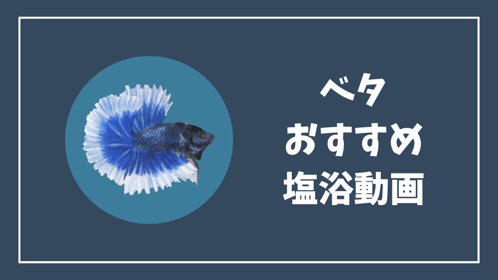 ベタのおすすめ塩浴動画