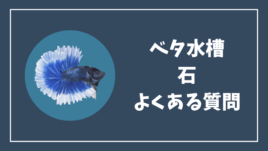 ベタ水槽の石のよくある質問