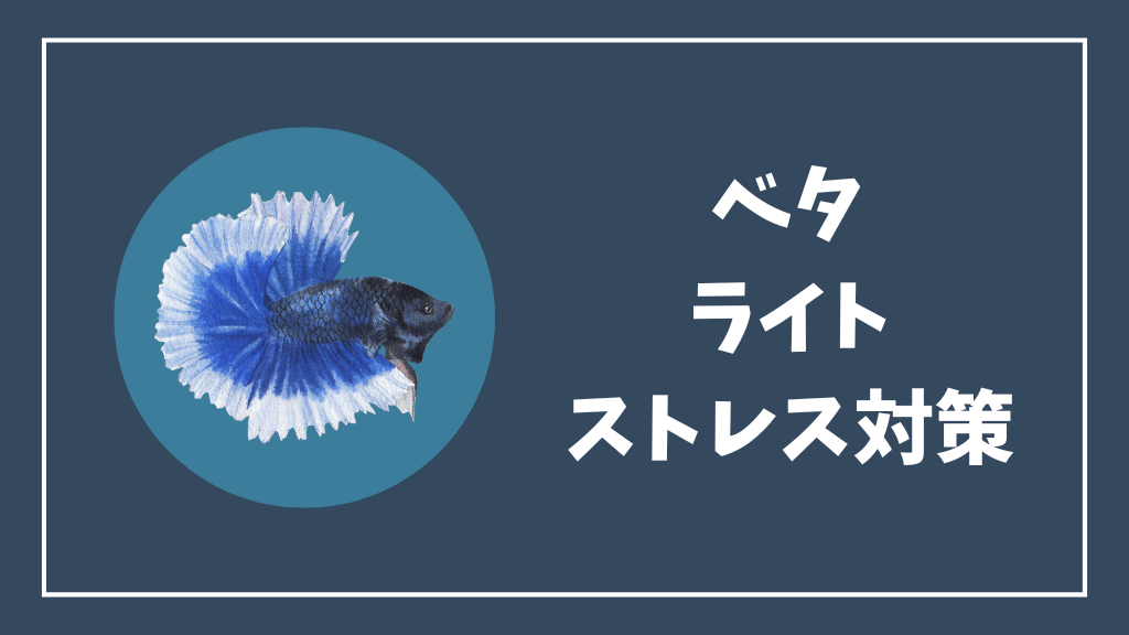 ベタのライトによるストレス対策