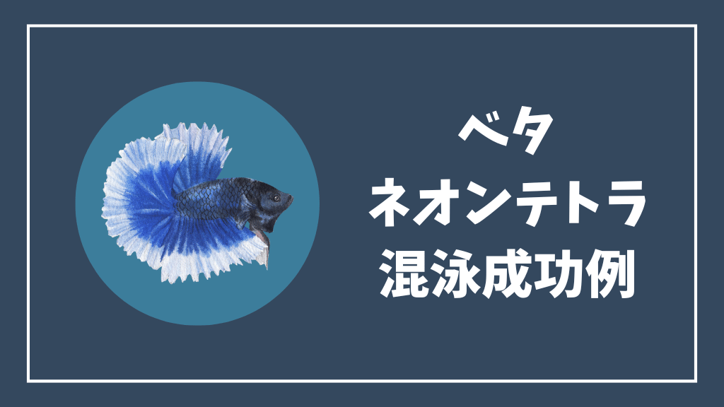 ベタとネオンテトラの混泳成功例