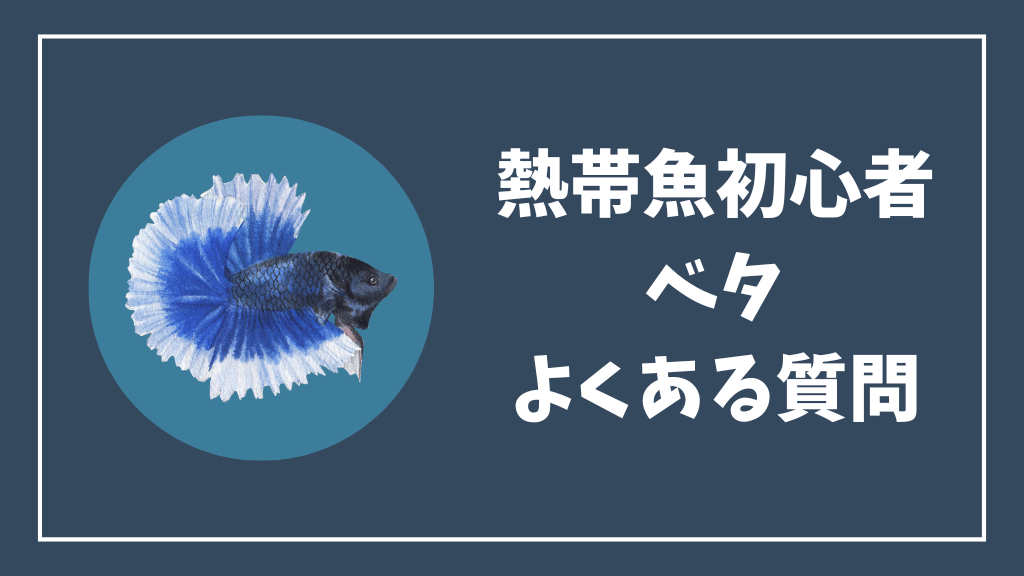 熱帯魚初心者のベタのよくある質問