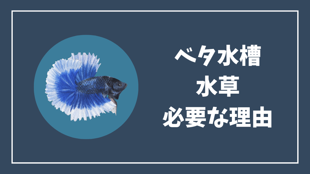 ベタ水槽に水草が必要な理由