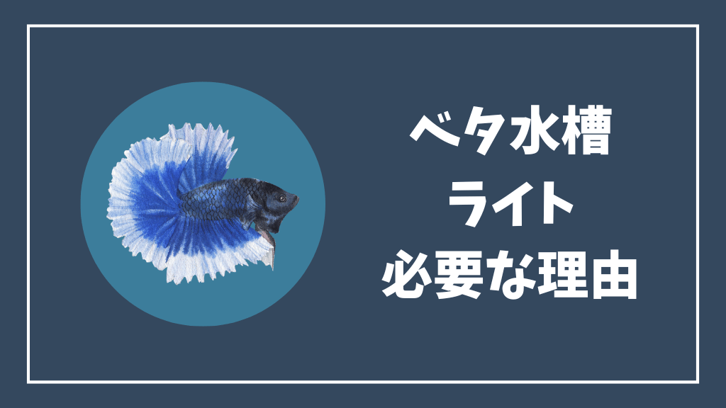 ベタ水槽にライトが必要な理由