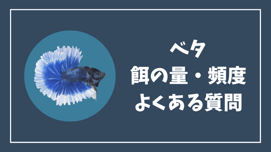 ベタの餌の量と頻度のよくある質問