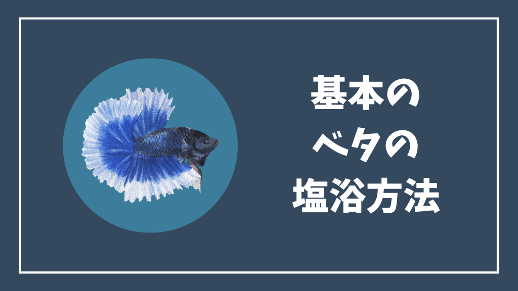 基本のベタの塩浴方法