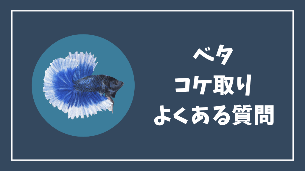 ベタのコケ取りのよくある質問