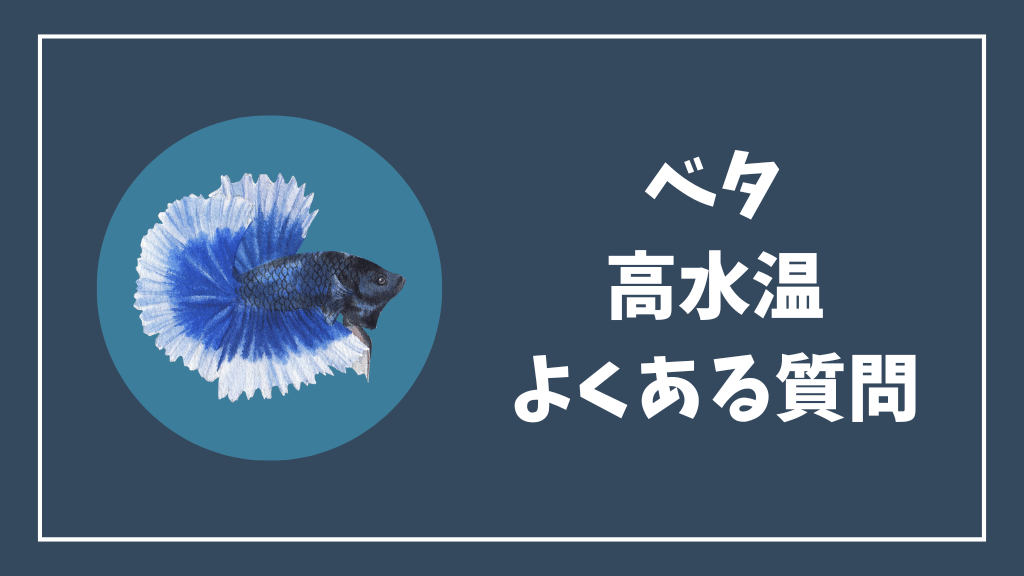 ベタの高水温のよくある質問