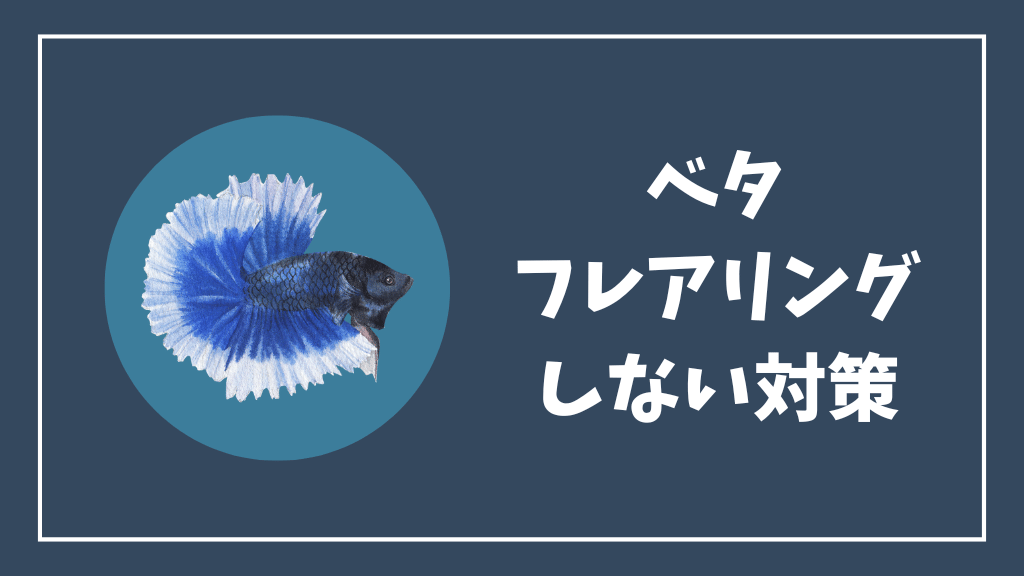 ベタがフレアリングしない時の対策