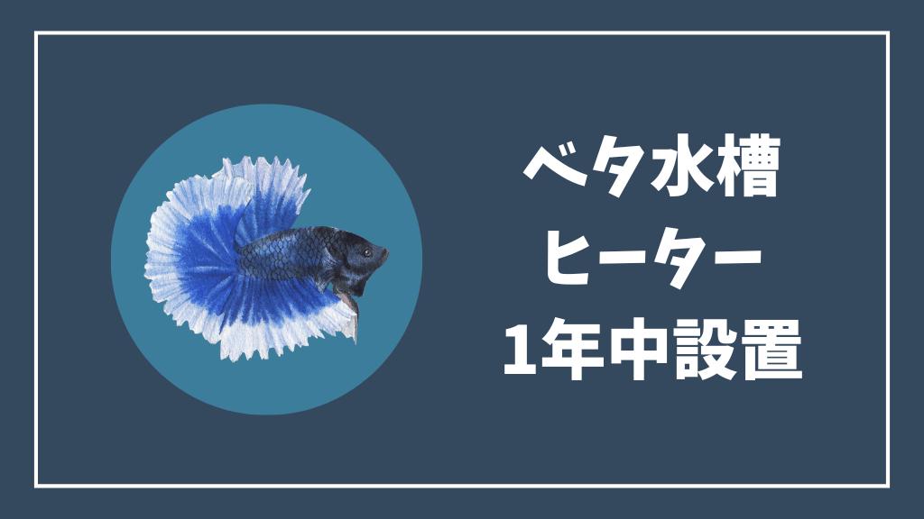 ベタ水槽にヒーターを1年中設置すべき理由