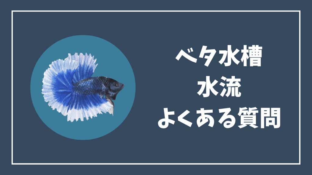 ベタ水槽の水流のよくある質問