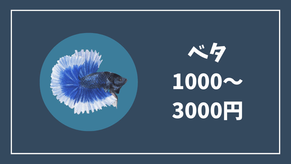 1000~3000円のベタ