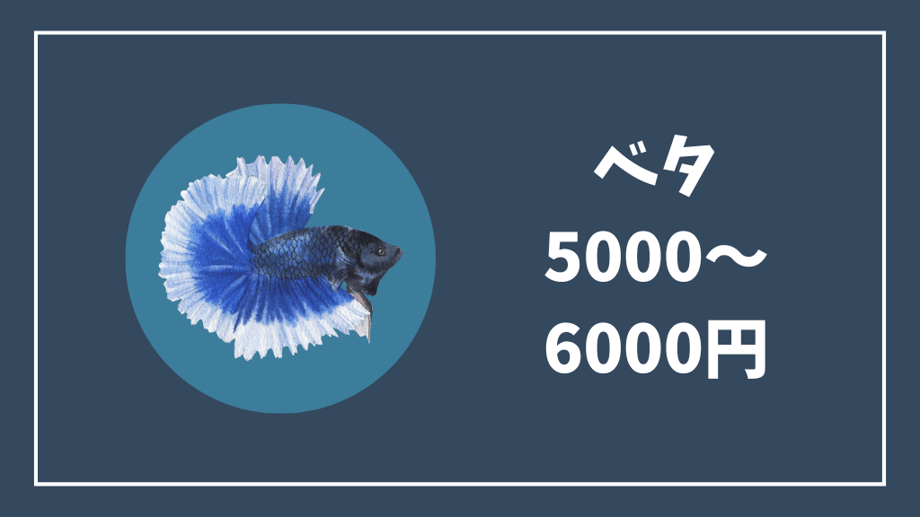 5000~6000円のベタ