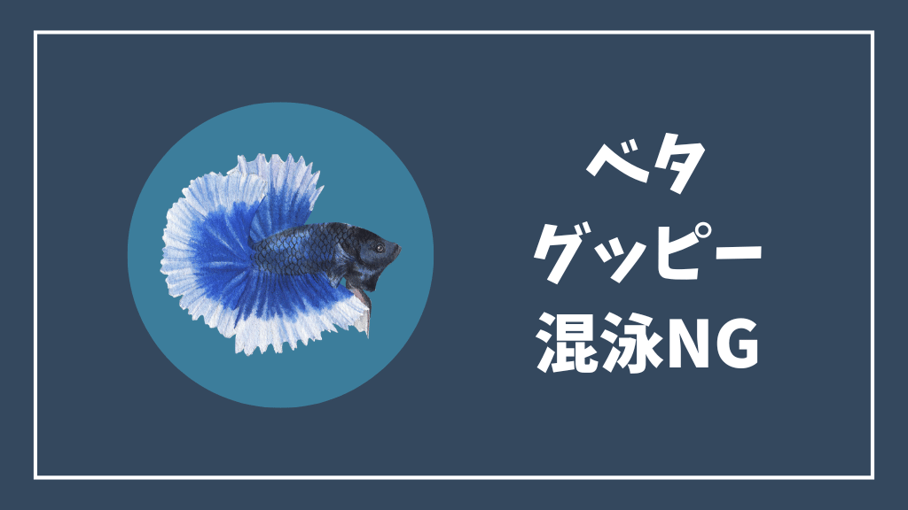 ベタとグッピーの混泳は不可