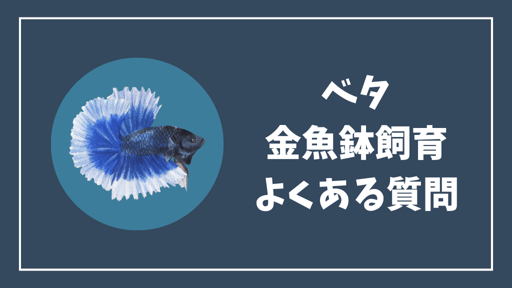 ベタの金魚鉢飼育のよくある質問