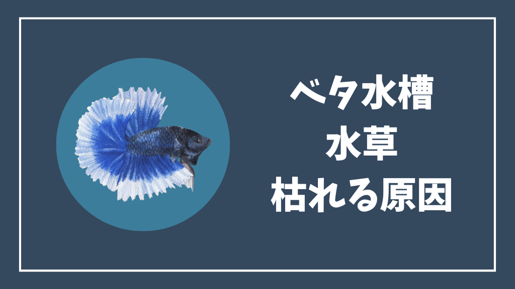 ベタ水槽の水草が枯れる原因