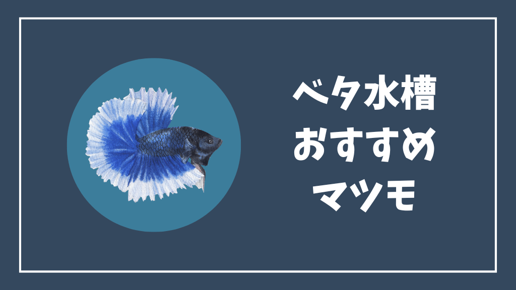 ベタ水槽におすすめのマツモ