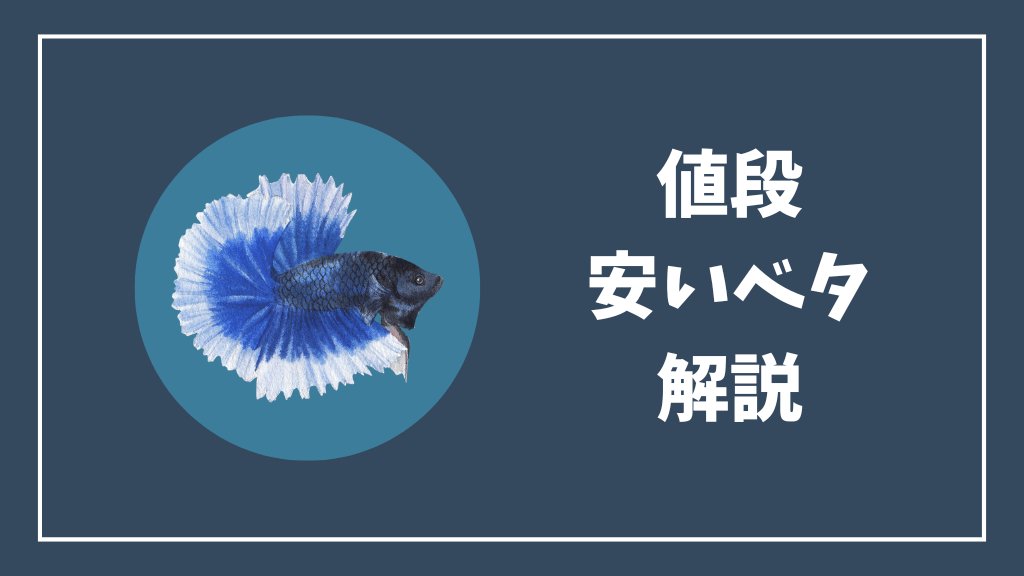 値段の安いベタを解説