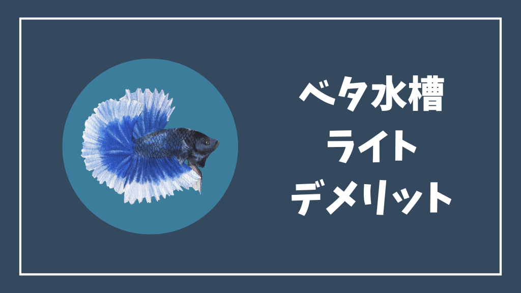 ベタ水槽にライトを設置するデメリット