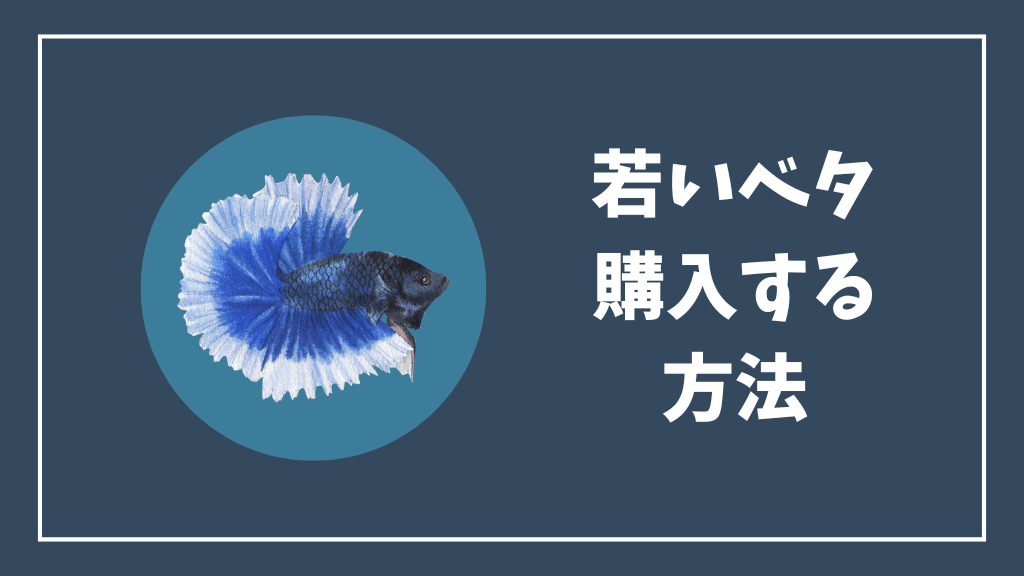 若いベタを購入する方法