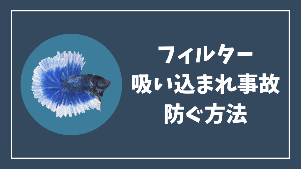 ベタがフィルターに吸い込まれる事故を防ぐ方法