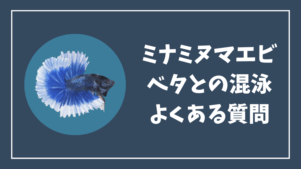 ベタとミナミヌマエビの混泳のよくある質問