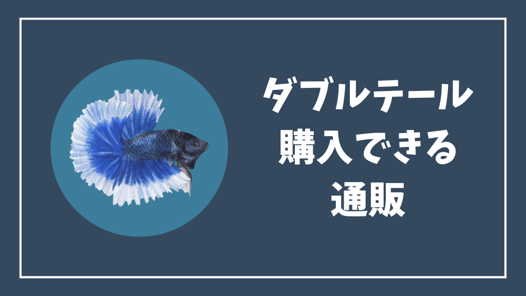 ダブルテールベタを購入できる通販