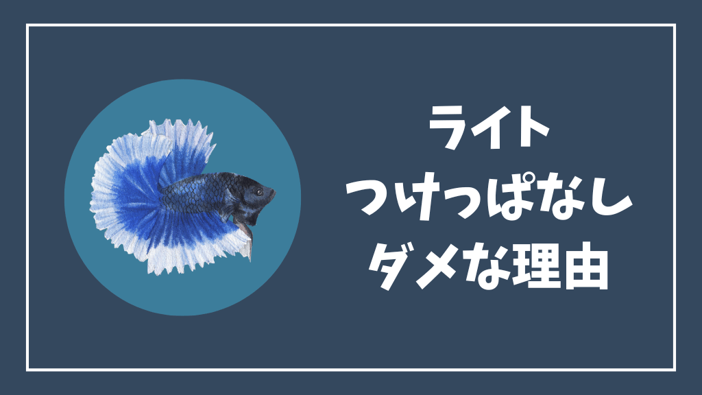 ベタ水槽のライトのつけっぱなしがダメな理由