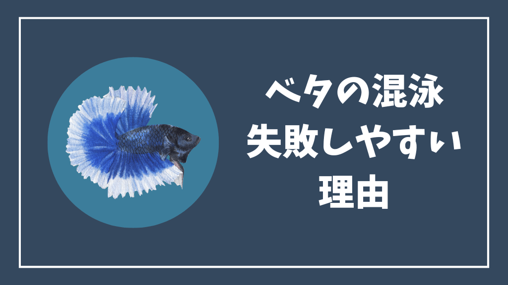 ベタの混泳が失敗しやすい理由