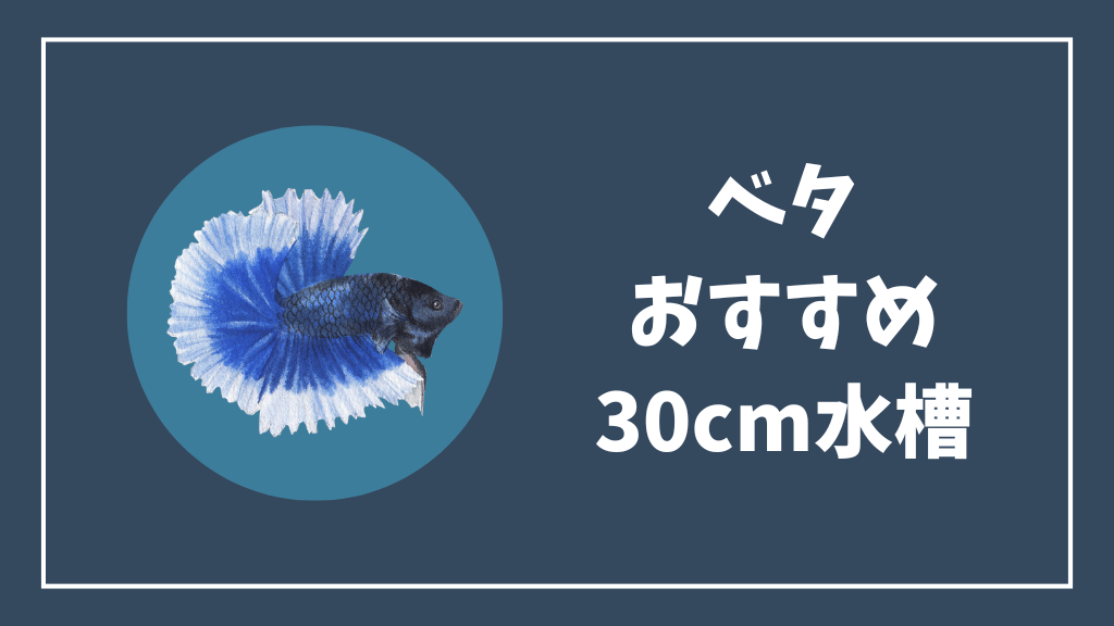 ベタのおすすめ30cm水槽