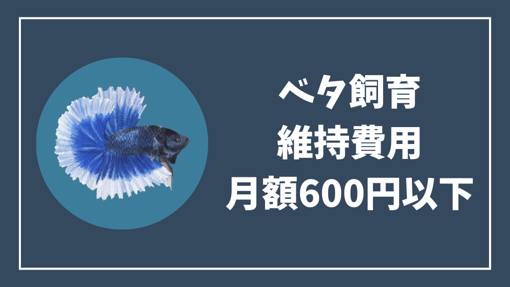 ベタ飼育の維持費用は月額600円以下