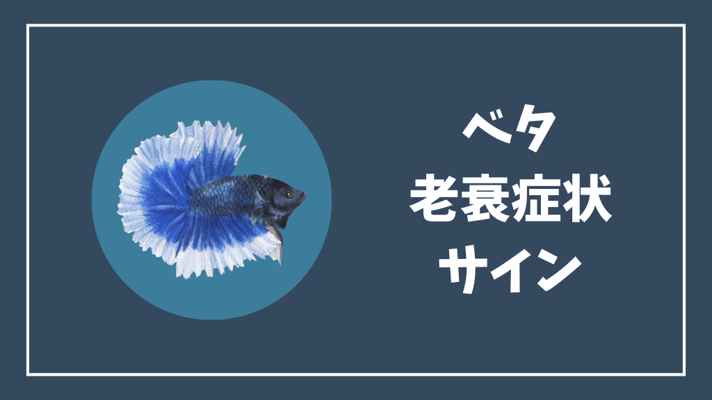 ベタの老衰症状