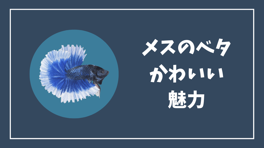 メスのベタのかわいい魅力