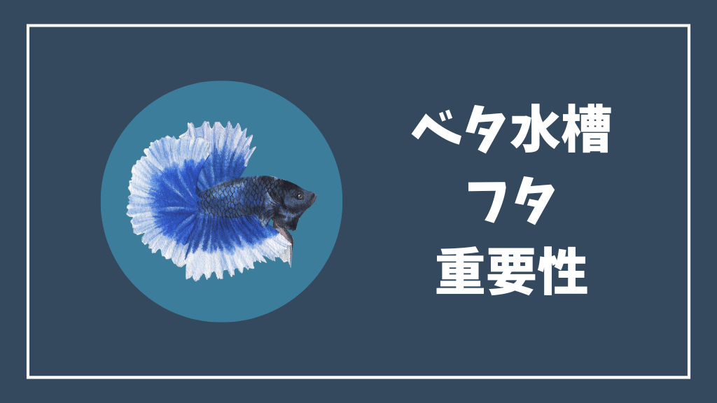 ベタ水槽のフタの重要性