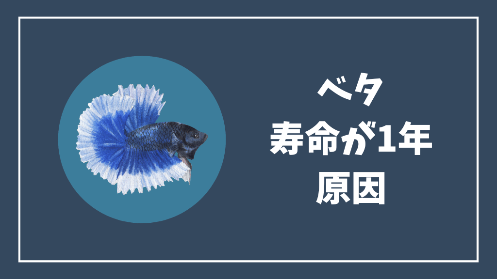 ベタの寿命が1年の原因