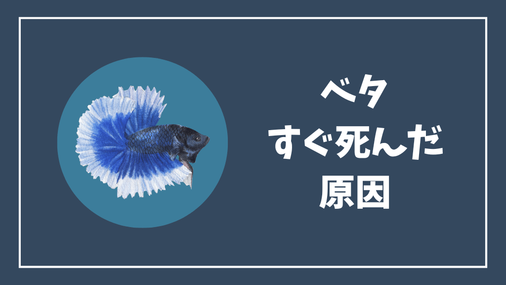 ベタがすぐ死んだ場合の原因