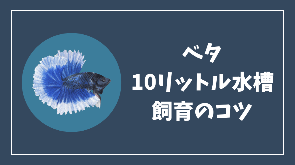 ベタの10リットル水槽の飼育のコツ