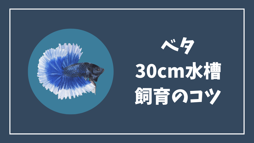 ベタを30cm水槽で飼育するコツ