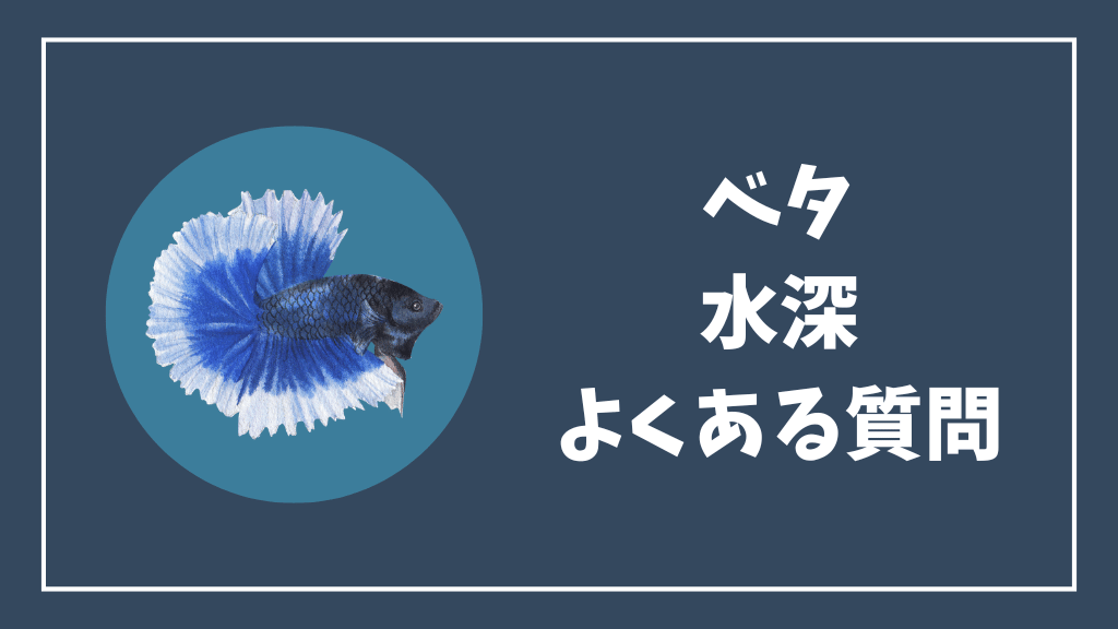 ベタの水深のよくある質問