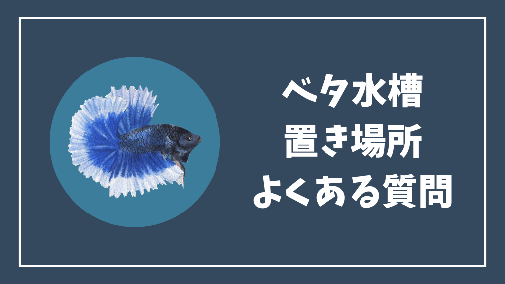ベタ水槽の置き場所のよくある質問