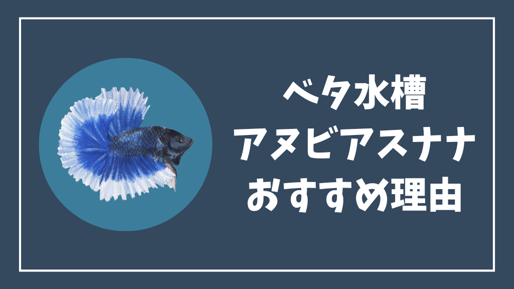ベタ水槽にアヌビアスナナがおすすめな理由