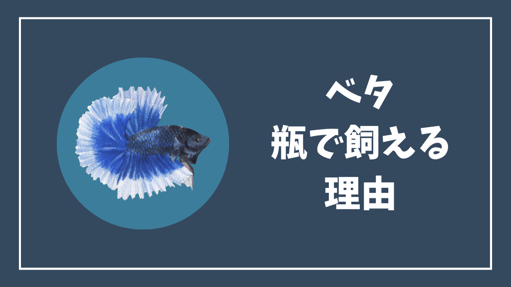 ベタが瓶で飼える理由