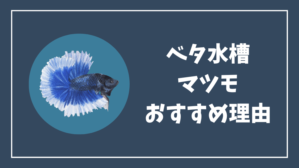 ベタ水槽にマツモがおすすめな理由