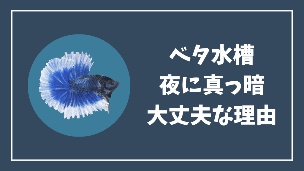 ベタ水槽が夜に真っ暗でも大丈夫な理由