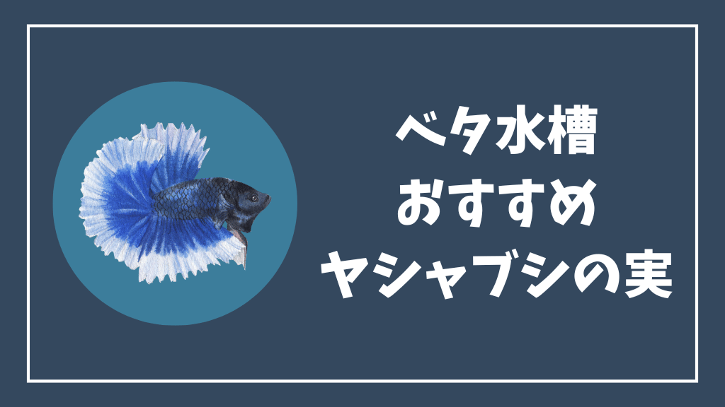 ベタ水槽におすすめのヤシャブシの実