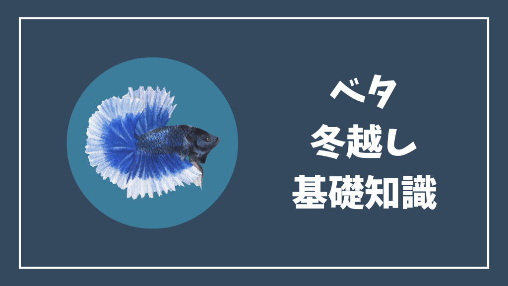 ベタの冬越しの基礎知識