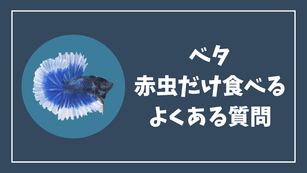 ベタが赤虫しか食べない時のよくある質問