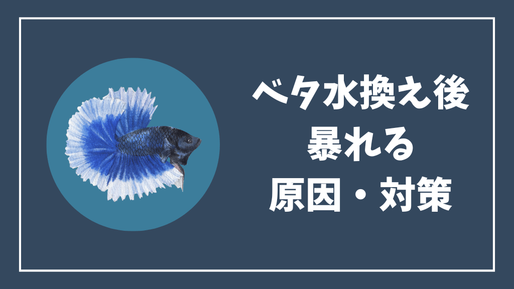 ベタが水換え後に暴れる原因と対策